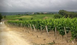 Loire castle wine